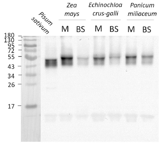 Western blot using anti-CP47 antibodies